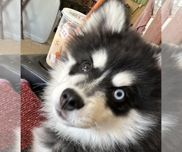 Medium Photo #1 Pomsky-Shiba Inu Mix Puppy For Sale in NASHUA, NH, USA