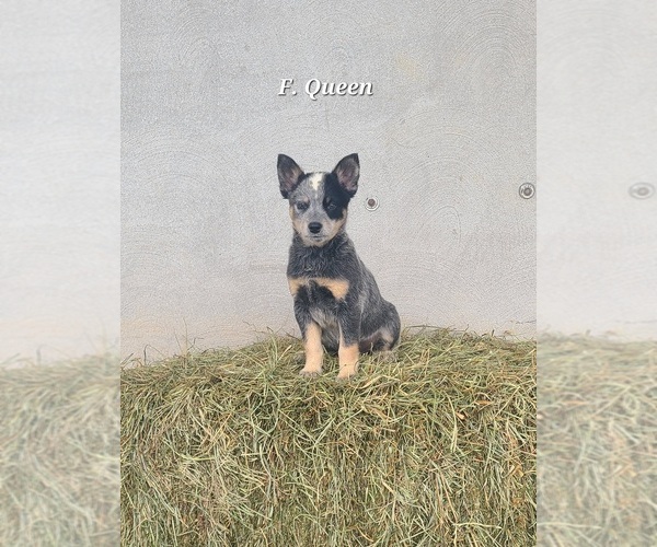 Medium Photo #1 Australian Cattle Dog Puppy For Sale in NATHALIE, VA, USA