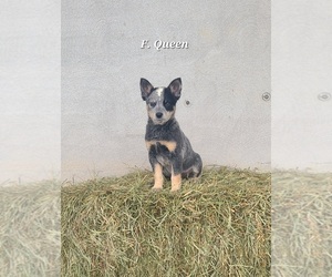 Australian Cattle Dog Puppy for sale in NATHALIE, VA, USA