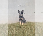 Small Australian Cattle Dog