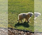 Small Photo #7 Golden Retriever Puppy For Sale in ELKHART, IN, USA