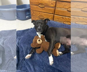 American Staffordshire Terrier-Unknown Mix Dogs for adoption in Holly Springs, NC, USA