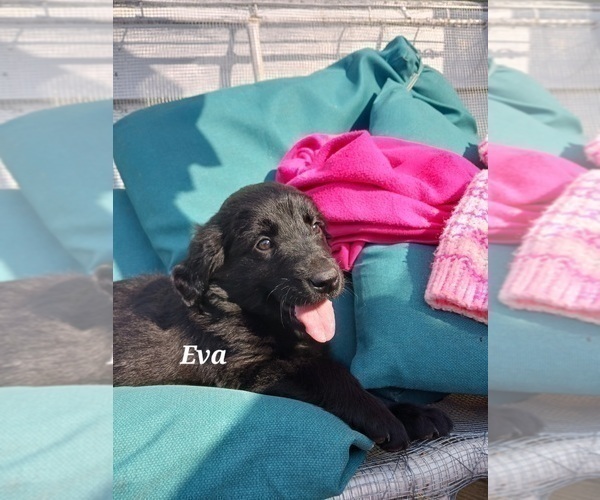 Medium Photo #15 English Cream Golden Retriever-Newfoundland Mix Puppy For Sale in SHEBOYGAN FALLS, WI, USA