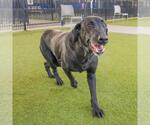 Small Labrador Retriever