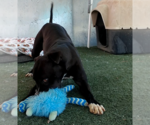 Small Photo #10 American Pit Bull Terrier-Labrador Retriever Mix Puppy For Sale in Apple Valley, CA, USA