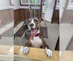 Small #45 American Pit Bull Terrier Mix