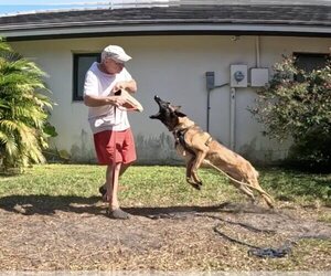 Cody - FL - Male Mutt Dog for Adoption - Photo #15