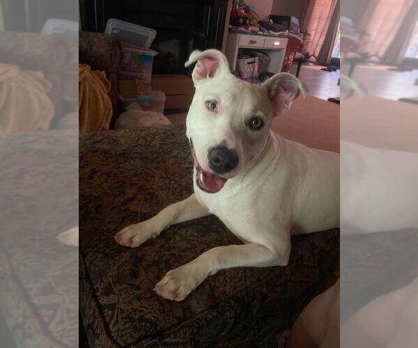 Medium Photo #4 Mutt Puppy For Sale in Rockaway, NJ, USA