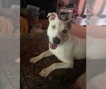 Small #3 Mutt