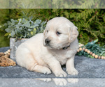 Small #2 English Cream Golden Retriever