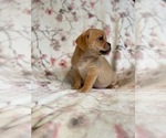 Small Photo #4 Puggle Puppy For Sale in LAKELAND, FL, USA