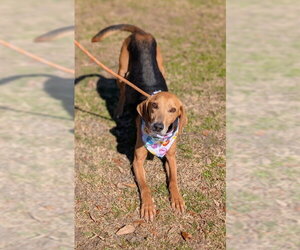 Treeing Walker Coonhound Dogs for adoption in Oakhurst, NJ, USA