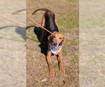 Small Treeing Walker Coonhound