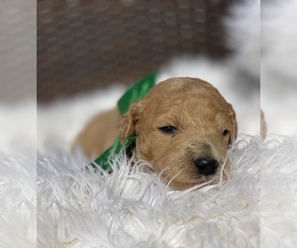 Medium Photo #9 Poodle (Standard) Puppy For Sale in PORTERVILLE, CA, USA