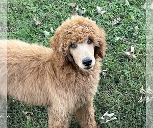 Poodle (Standard) Puppy for sale in AURORA, MO, USA