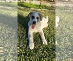 Small #7 Anatolian Shepherd-Great Pyrenees Mix
