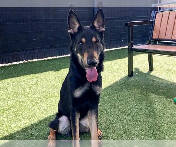 Medium Photo #2 German Shepherd Dog Puppy For Sale in Orange, CA, USA