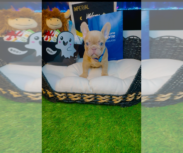 Medium Photo #7 French Bulldog Puppy For Sale in ATHENS, GA, USA