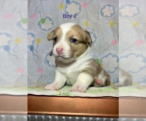 Pembroke Welsh Corgi Puppy for sale in GLADYS, VA, USA