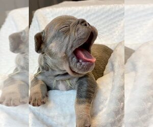 French Bulldog Puppy for sale in SACRAMENTO, CA, USA