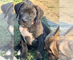 Small #6 Cane Corso