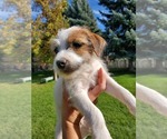 Small Photo #15 Jack Russell Terrier Puppy For Sale in IDAHO FALLS, ID, USA