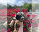 Puppy Jupiter Cocker Spaniel