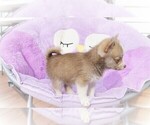 Small Photo #3 Pomsky Puppy For Sale in DRACUT, MA, USA
