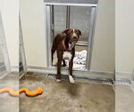 Small #1 American Staffordshire Terrier Mix