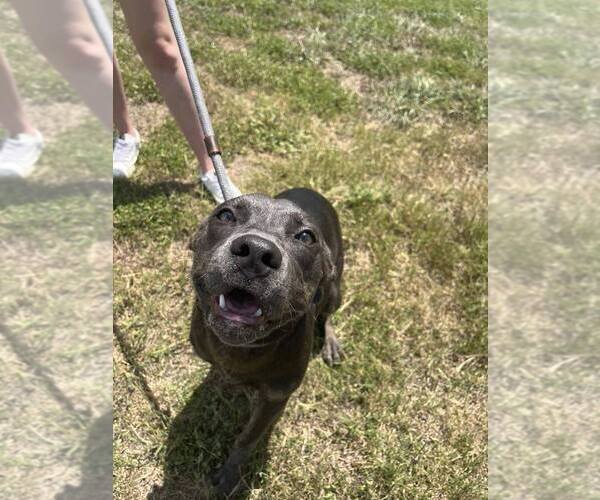 Medium Photo #2 Mutt Puppy For Sale in Abbeville, LA, USA