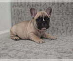 Puppy Puppy 1 French Bulldog
