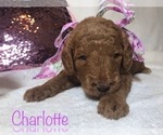 Small Photo #1 Goldendoodle Puppy For Sale in WOODBURN, IN, USA