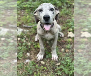Great Dane Dogs for adoption in Oak Bluffs, MA, USA