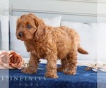 Small #3 Cavapoo