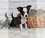 Small #14 Chihuahua