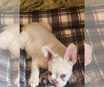 Small French Bulldog