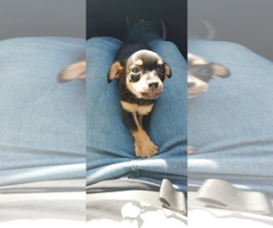 Chipin Puppy for sale in MOLALLA, OR, USA