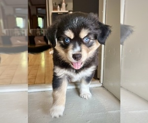 Medium Miniature Australian Shepherd-Pomsky Mix
