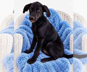 Labrador Retriever Dogs for adoption in Southbury, CT, USA