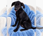 Pumpkin Boo ð - Male Labrador Retriever Dog for Adoption - Small photo