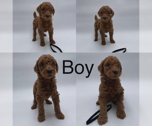Poodle (Standard) Puppy for Sale in SACRAMENTO, California USA