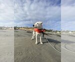 Small #9 Jack Russell Terrier Mix