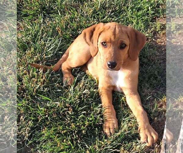 Medium Photo #12 Redbone Coonhound-Unknown Mix Puppy For Sale in pomfret, CT, USA