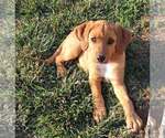 Small #11 Redbone Coonhound Mix
