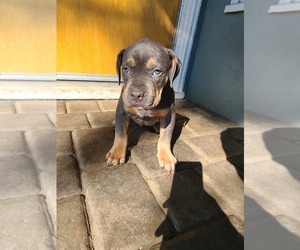 American Bully Puppy for sale in SAN MATEO, CA, USA