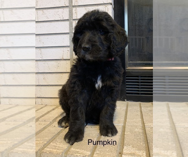 Medium Photo #10 Goldendoodle Puppy For Sale in CENTRALIA, IL, USA