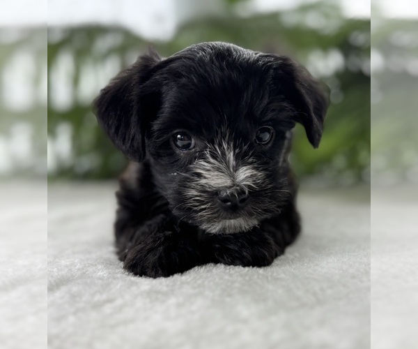 Medium Photo #2 Morkie Puppy For Sale in ROCK STREAM, NY, USA