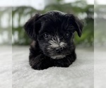 Small #1 Morkie
