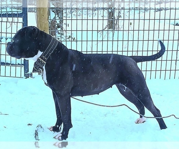 Medium Photo #1 American Bulldog Puppy For Sale in COLUMBIA, KY, USA