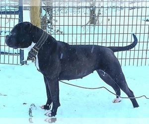 Mother of the American Bulldog puppies born on 04/21/2025